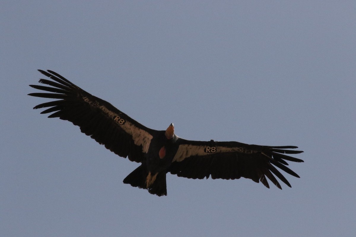 California Condor - ML265141311