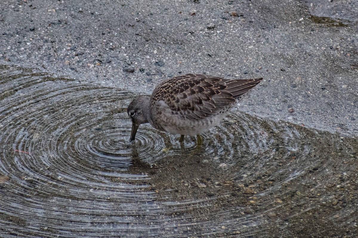 Long-billed Dowitcher - ML265143751