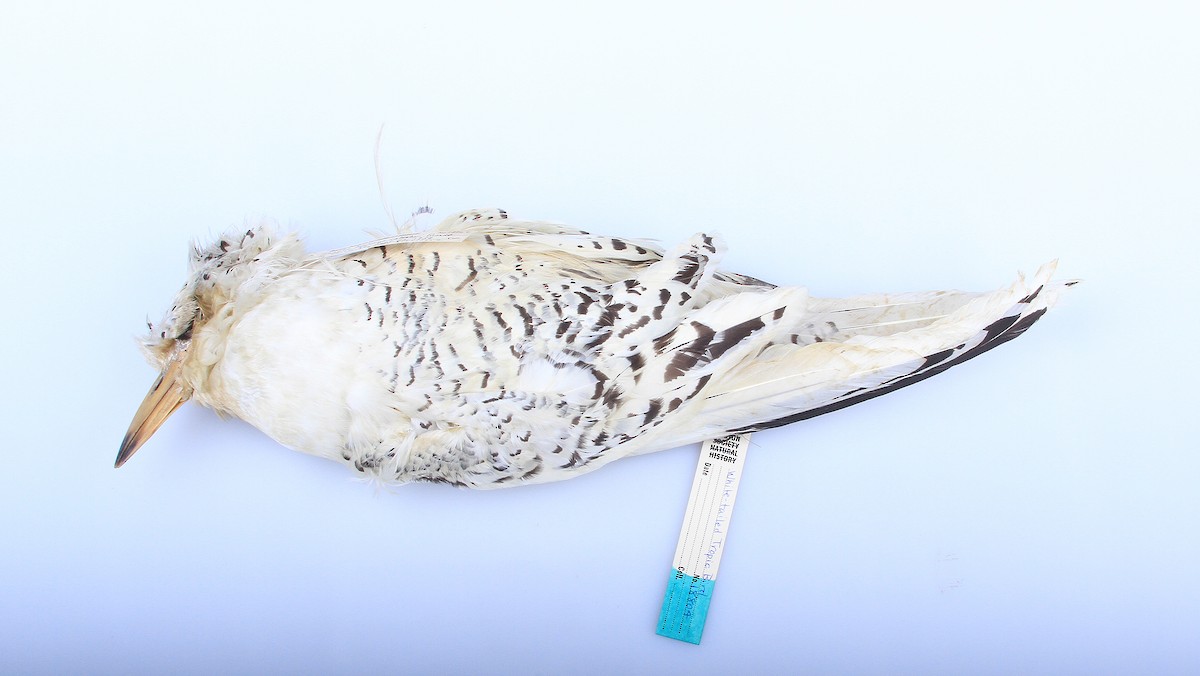 White-tailed Tropicbird - Records of Vermont Birds Data