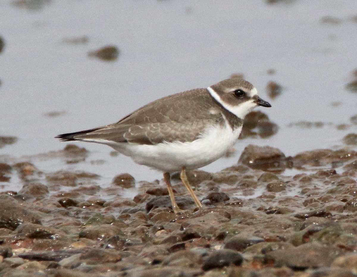 Semipalmated Plover - ML265152271