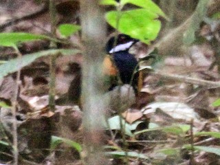  - Painted Quail-thrush