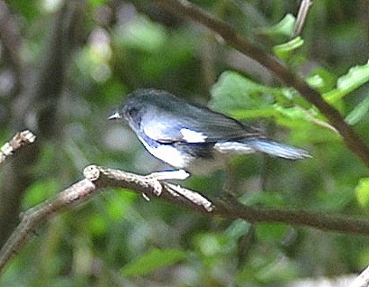 Black-throated Blue Warbler - ML265156951