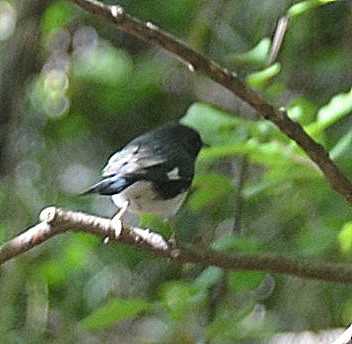 Black-throated Blue Warbler - ML265157011