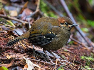  - Spotted Jewel-babbler