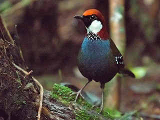  - Spotted Jewel-babbler
