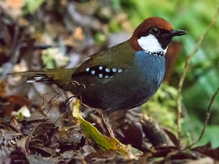  - Spotted Jewel-babbler