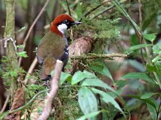 成鳥 - Daniel López-Velasco | Ornis Birding Expeditions - ML265157351