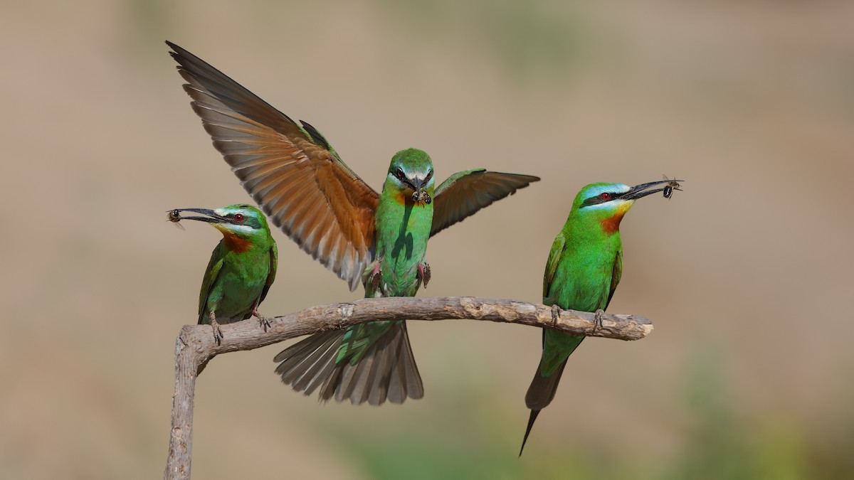 Blue-cheeked Bee-eater - Levent Göksoy