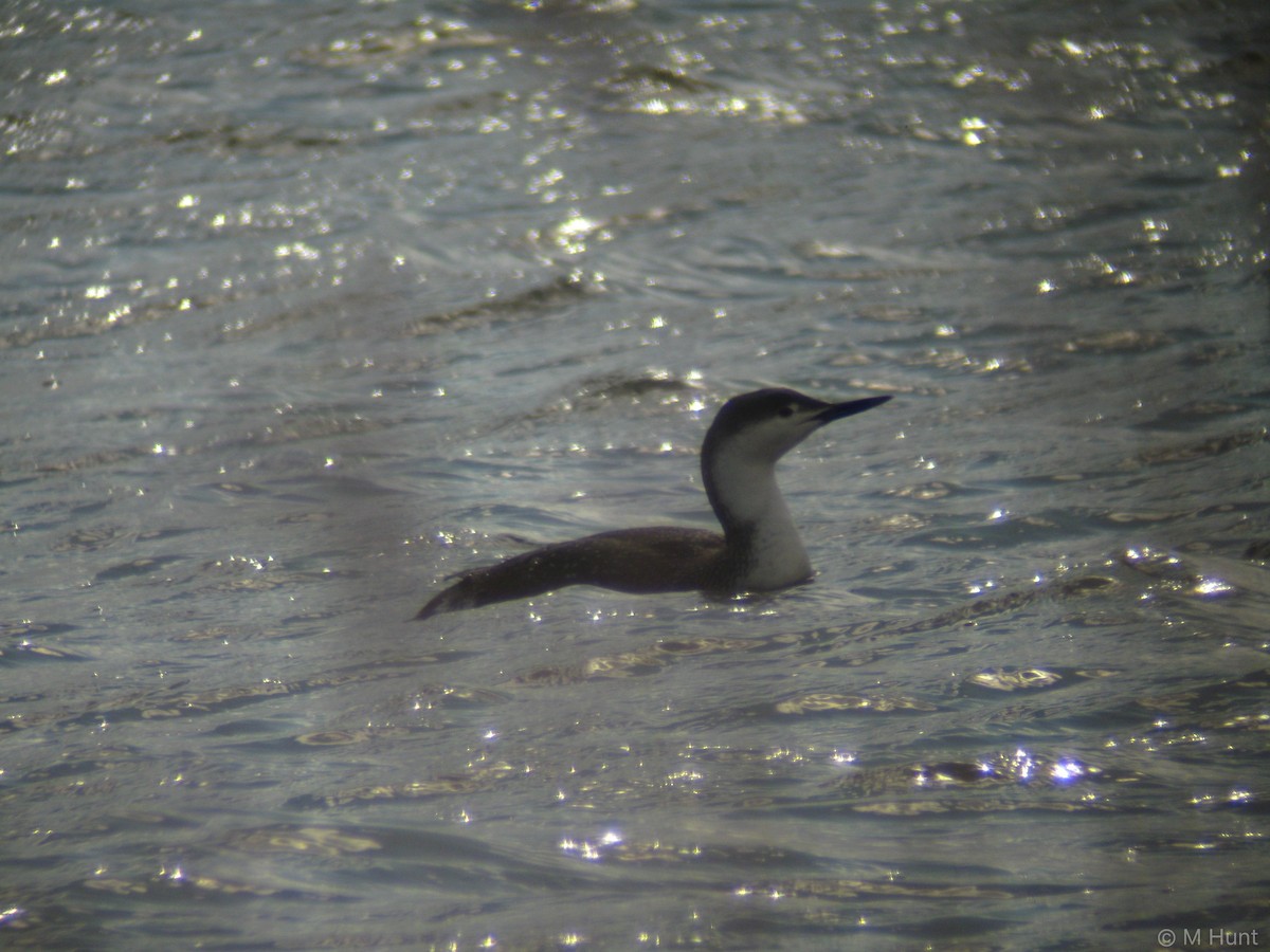 Red-throated Loon - Marcus Hunt
