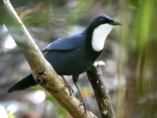  - Blue Jewel-babbler