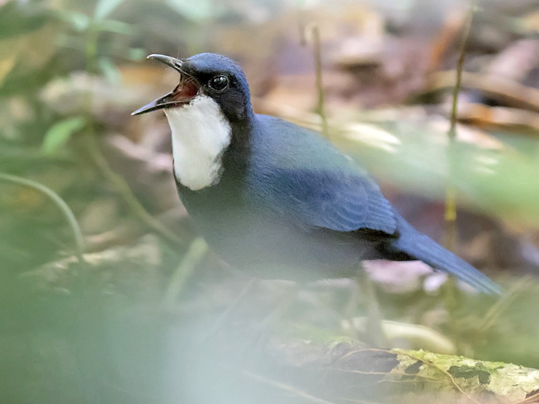 blue-jewel-babbler-ebird