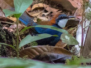  - Chestnut-backed Jewel-babbler