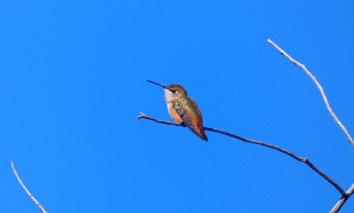 Rufous Hummingbird - Joshua C'deBaca