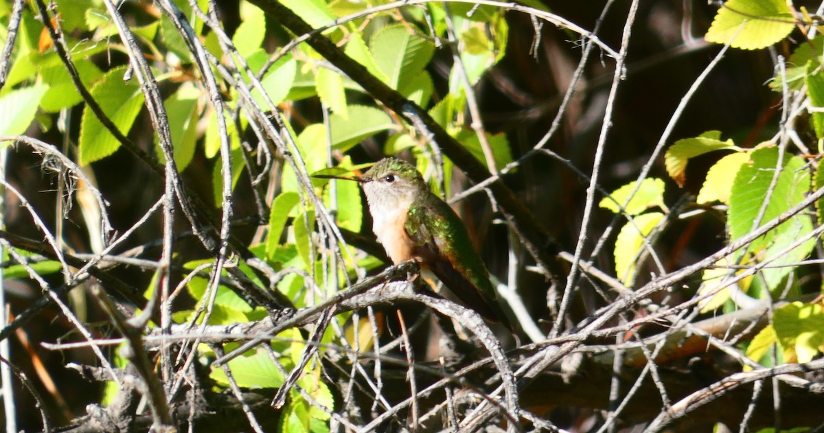 Calliope Hummingbird - ML265165121