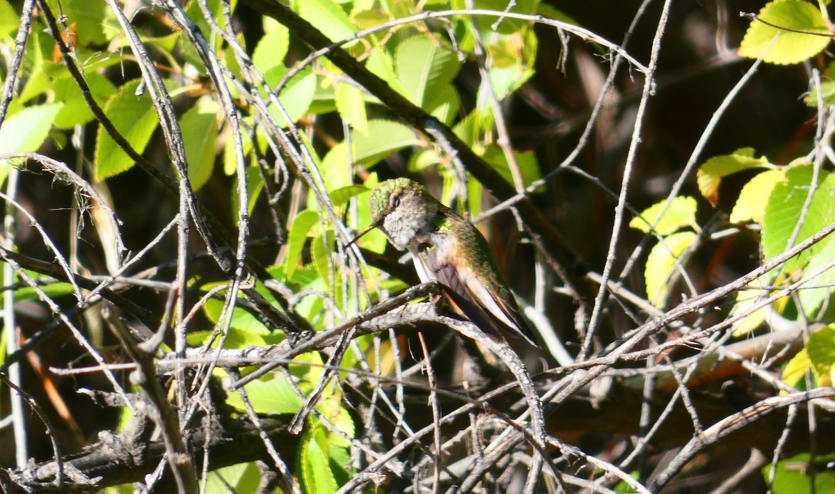 Calliope Hummingbird - ML265165571