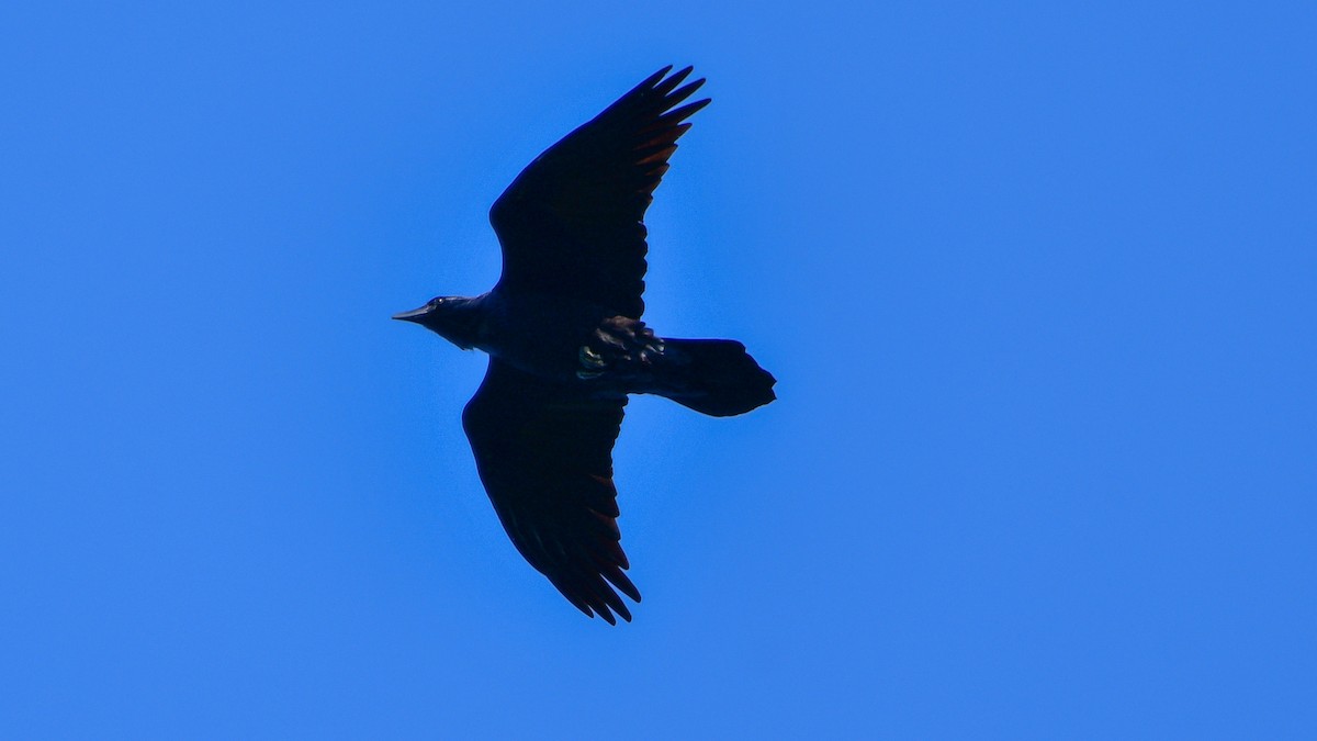Common Raven - ML265168341
