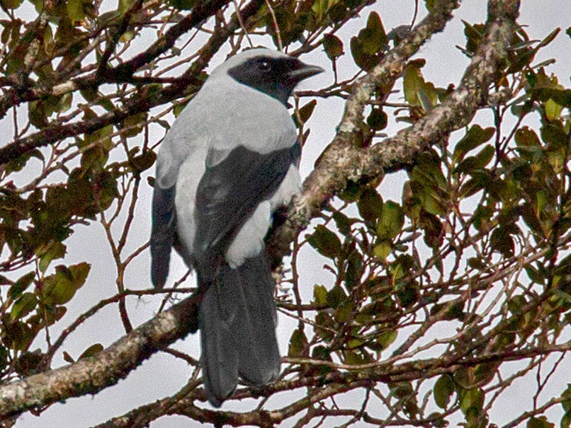 Hooded Cuckooshrike - Lars Petersson
