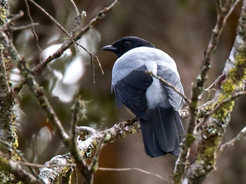 Hooded Cuckooshrike - Lars Petersson
