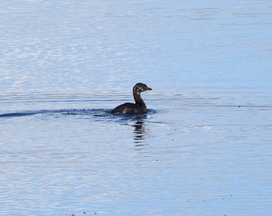 Pied-billed Grebe - M. Rogers
