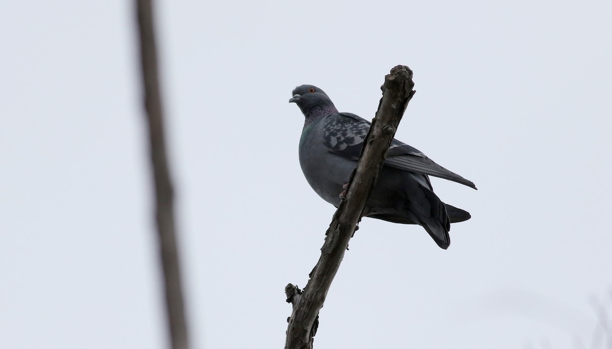 Rock Pigeon (Feral Pigeon) - ML26517321