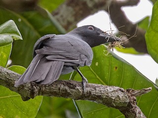  - North Melanesian Cuckooshrike