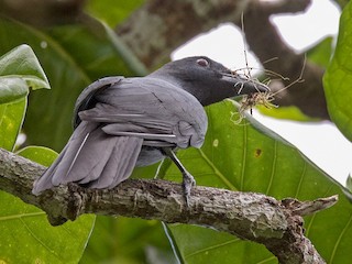  - Lars Petersson | My World of Bird Photography - ML265174601