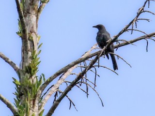  - North Melanesian Cuckooshrike