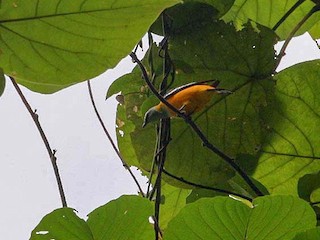  - Golden Cuckooshrike