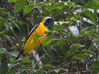  - Golden Cuckooshrike