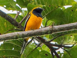  - Golden Cuckooshrike