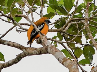  - Golden Cuckooshrike