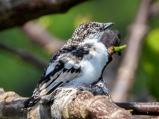 Молодая птица (Black-browed) - Warren Regelmann - ML265181501