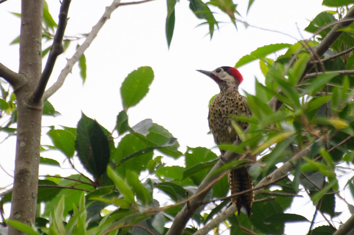 Green-barred Woodpecker - ML265181541