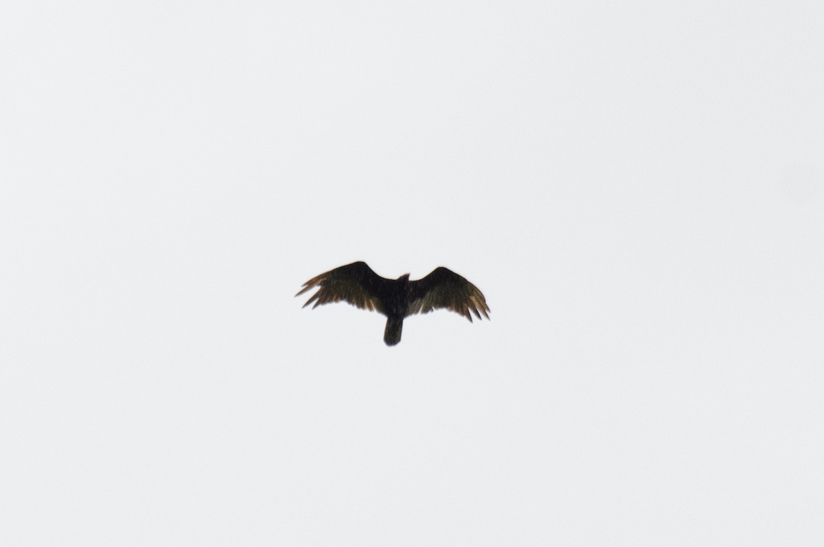 Turkey Vulture - Marcos Eugênio Birding Guide