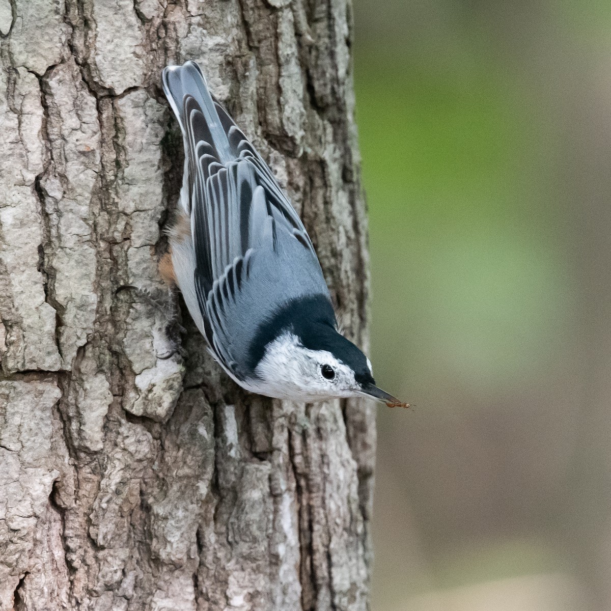 White-breasted Nuthatch - ML265184591