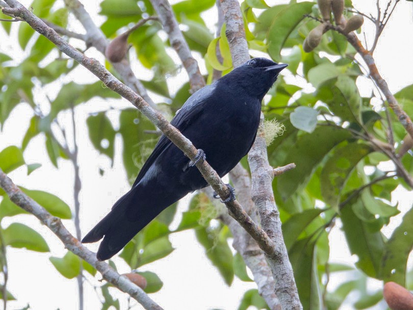 Black-bellied Cicadabird - Ben Tsai