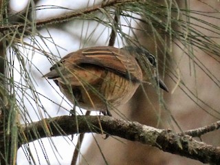 ベース DeliciousTaylormade ANTIGUA Bird JMB-69 DeliciousTaylormade ANTIGUA Bird JMB-69 Admiralty Cicadabird - eBird