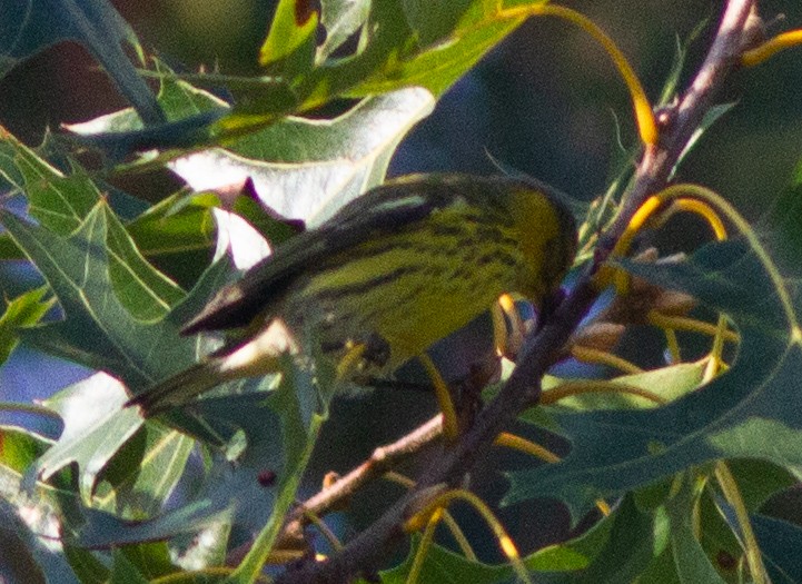 Cape May Warbler - Jason Forbes