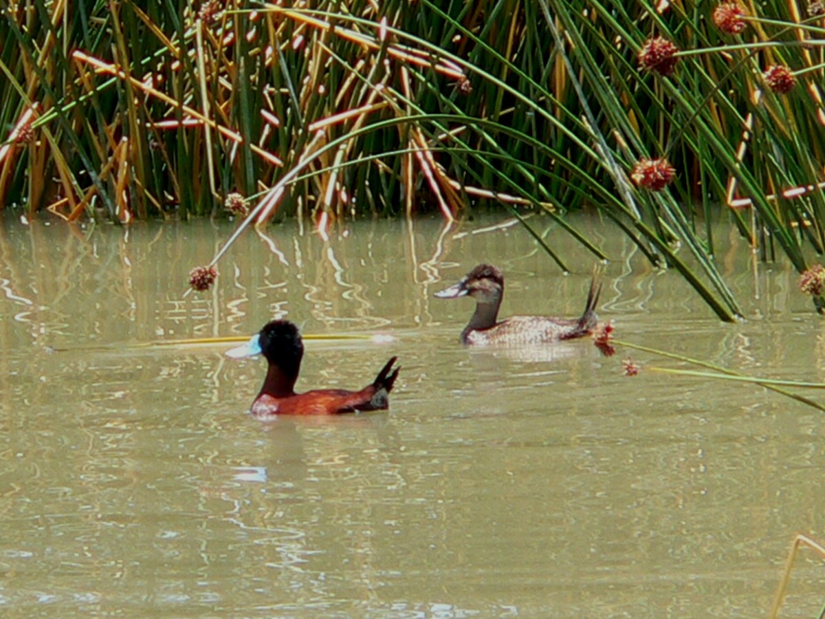 Andean Duck - Charley Hesse TROPICAL BIRDING