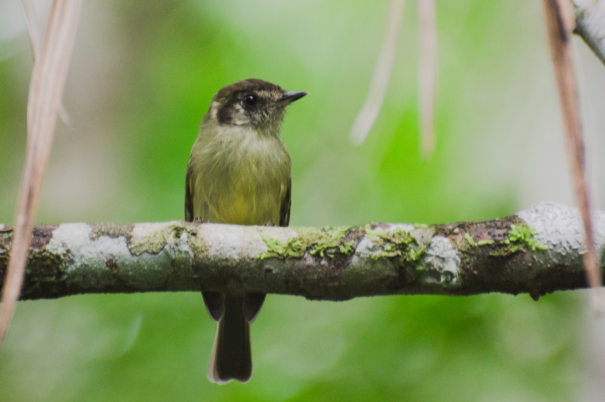 Sepia-capped Flycatcher - ML265199371