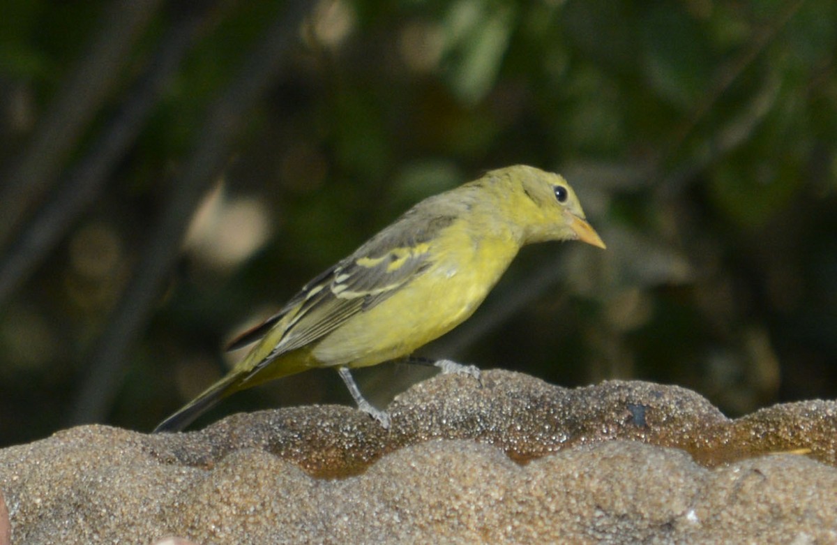 Western Tanager - ML265204021