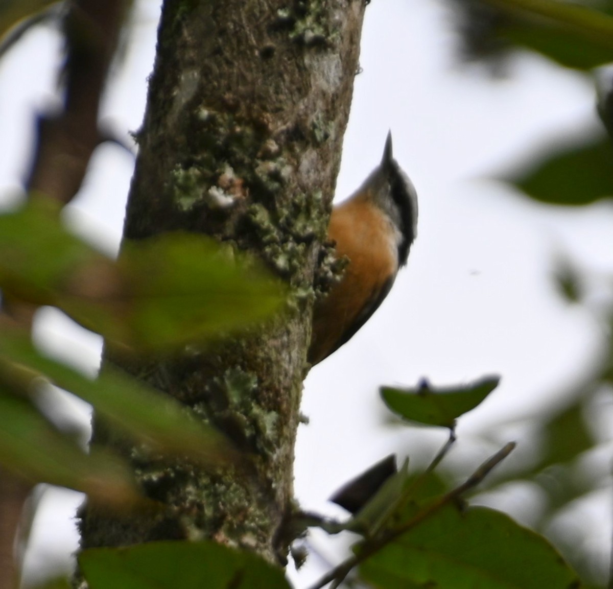 Red-breasted Nuthatch - ML265204921