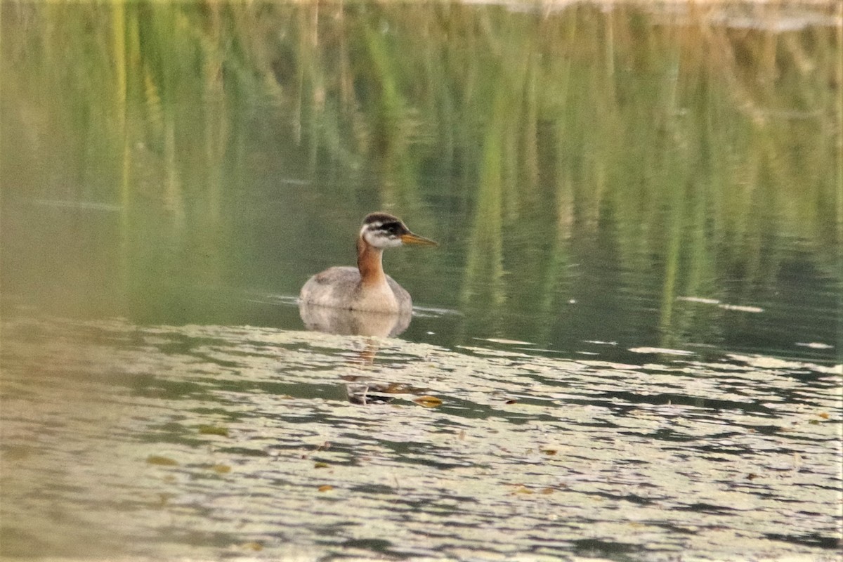 Red-necked Grebe - ML265208351