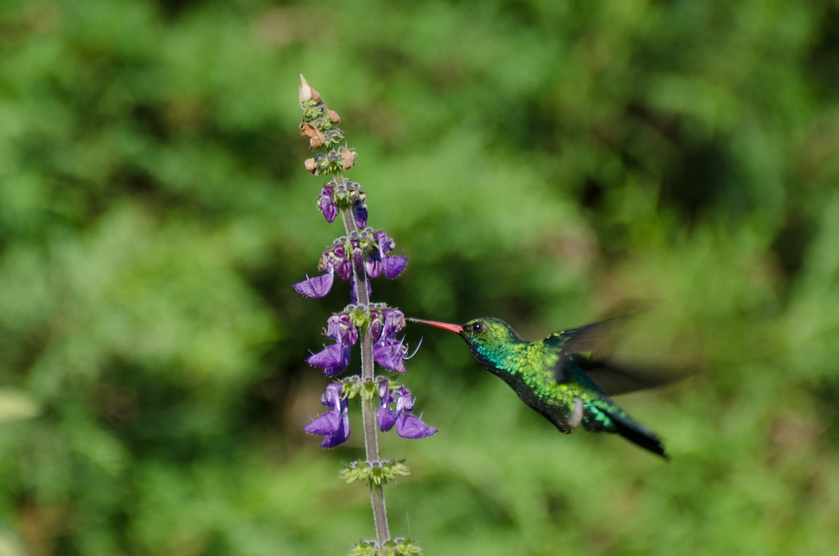 kolibřík lesklobřichý - ML265212631