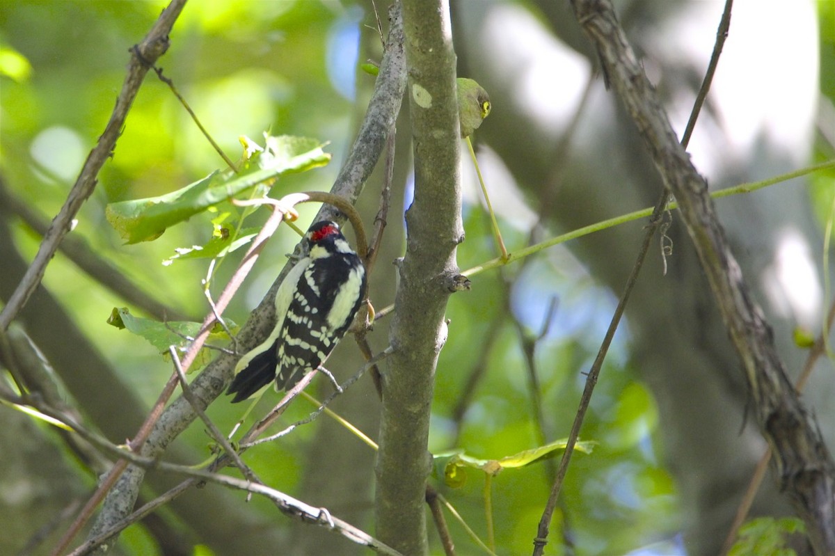 Hairy Woodpecker - ML265215151