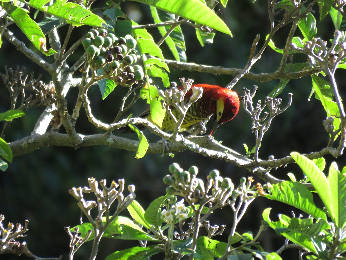 Crimson-mantled Woodpecker - ML265215571