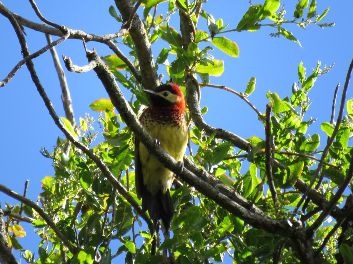 Crimson-mantled Woodpecker - ML265215671