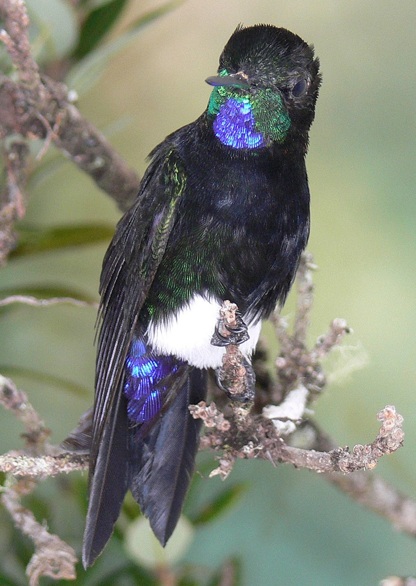 Gorgeted Puffleg - ProAves Colombia