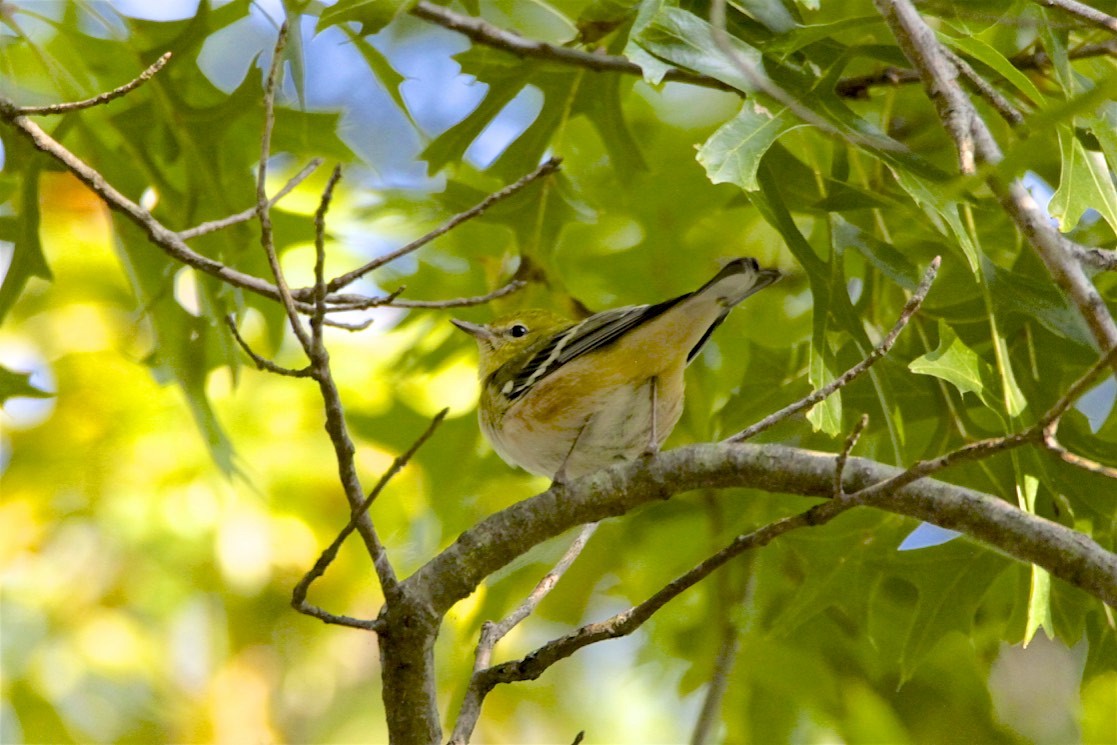 Bay-breasted Warbler - ML265217261