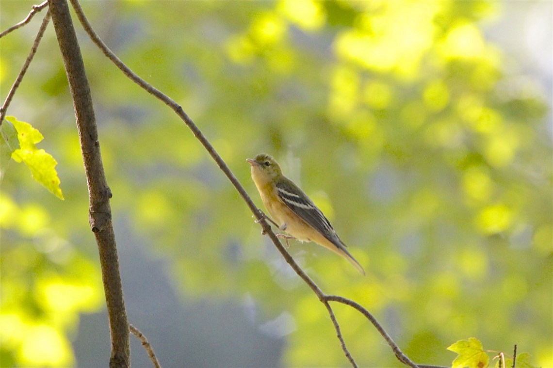 Bay-breasted Warbler - ML265217421